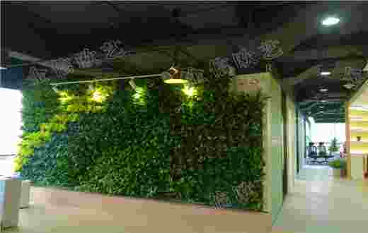 植物墙案例|清华科技园某公司植物墙完工